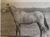 stallion Coed Coch Maentwrog (Welsh-Pony (Section B), 1965, from Coed Coch Berwynfa)