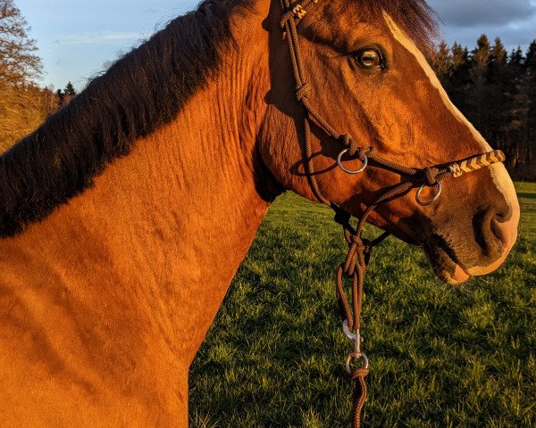 dressage horse Serafino 39 (unknown, 2016)