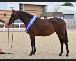 horse Rendene Special Charm (British Riding Pony, 2012, from Kingvean Rock Star)