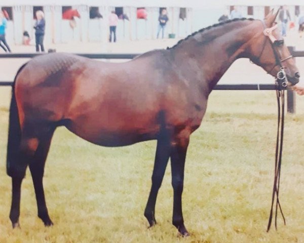 broodmare Rendene Lucky Charm (British Riding Pony, 1997, from Sufton Romany Lore)