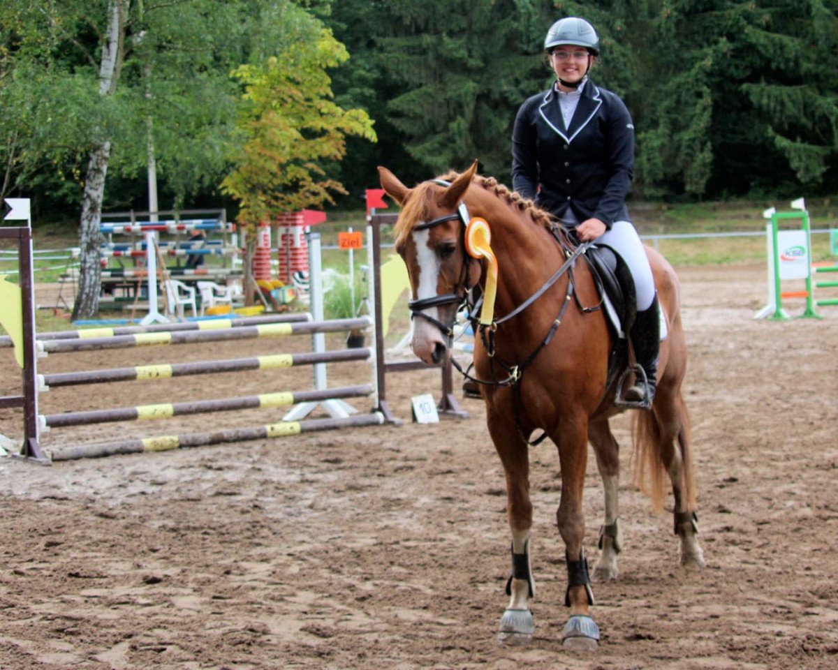 Springpferd Patricia (Zweibrücker, 2008, von Power Light)