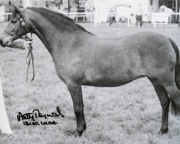 horse Horsegate Copper Beech (Welsh-Pony (Section B), 1983, from Horsegate Ambassador)