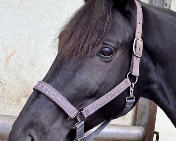 dressage horse Donausturm (Trakehner,  , from Grimani)