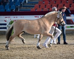 horse Faxe (Fjord Horse, 2020, from Fjelltor N.2527)