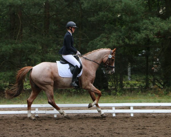 dressage horse Notre Ussuri (German Riding Pony, 2014, from FH Notre Amour)
