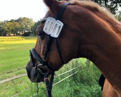 jumper Nabucco 95 (German Riding Pony, 2004, from Naravant)