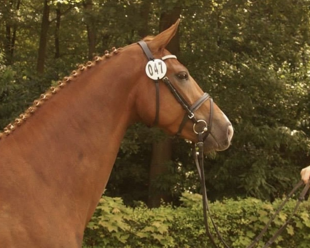 broodmare Fajana 12 (Hanoverian, 2011, from Fürst Nymphenburg)