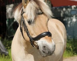 Pferd Drago (Fjordpferd, 1998)