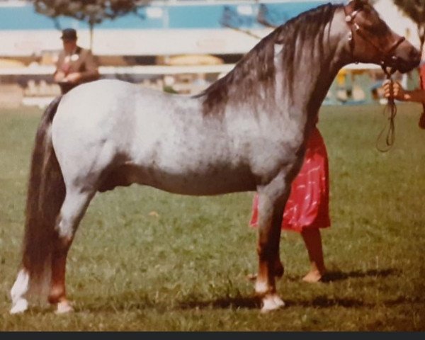 stallion Horsegate Ambassador (Welsh-Pony (Section B), 1974, from Weston Spider)