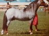 Deckhengst Horsegate Ambassador (Welsh Pony (Sek.B), 1974, von Weston Spider)