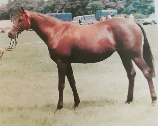 Pferd Rosevean Christmas Rose (British Riding Pony, 1972, von Bwlch Hill Wind)