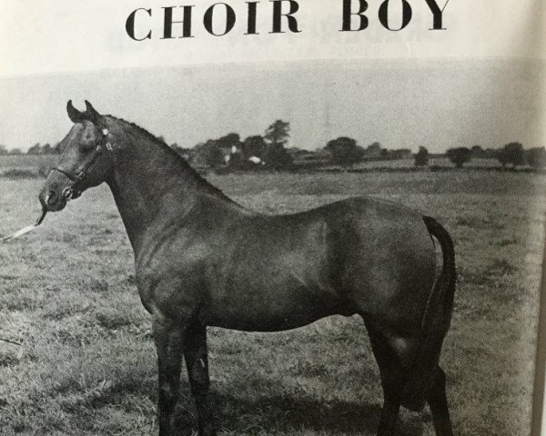 Deckhengst Choir Boy (Welsh Partbred, 1964, von Chantain xx)