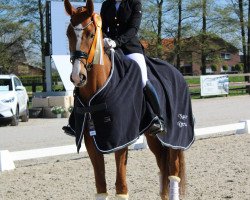 broodmare Oliviera 3 (Swedish Warmblood, 2019, from Sezuan's Donnerhall)