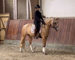 dressage horse Di Laila (German Riding Pony, 2016, from Garfield)