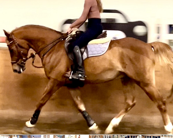 dressage horse Paul Panther 7 (German Riding Pony, 2015, from Coelenhage's Purple Rain)