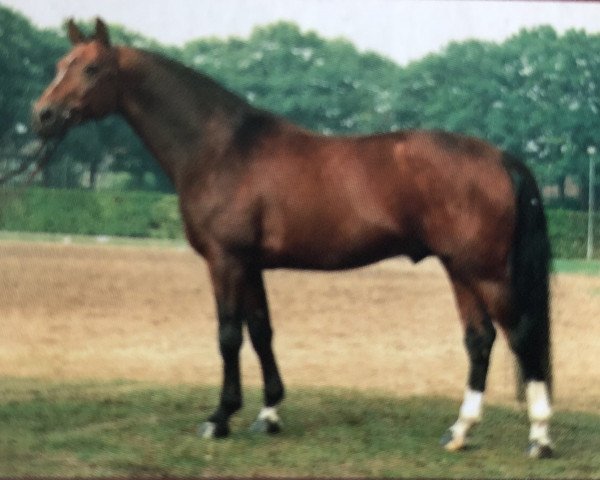 stallion Akut (Hanoverian, 1981, from Akzent II)