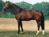 stallion Akut (Hanoverian, 1981, from Akzent II)