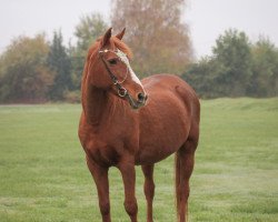 Zuchtstute Carrin (Deutsches Reitpony, 1995, von Contreau)