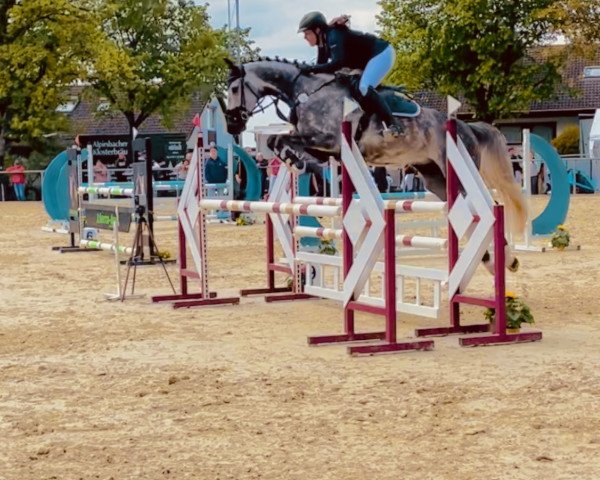 jumper Lake (KWPN (Royal Dutch Sporthorse), 2016, from Dakar VDL)