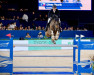 jumper Centoulago (Oldenburg show jumper, 2011, from Centadel)