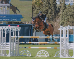 jumper Carabella vd Neyen Z (Zangersheide riding horse, 2014, from Carrera VDL)