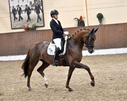 dressage horse Totilas Erbin (Hanoverian, 2017, from Top Gear)