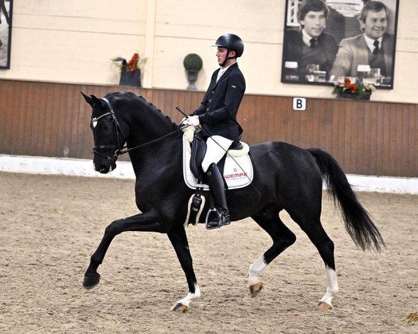 dressage horse Sympatico 37 (Hanoverian, 2018, from Secret)