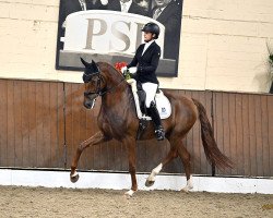 dressage horse Habibi (Oldenburg, 2017, from For Romance I)