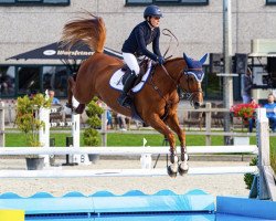 jumper Cherry Tania (German Sport Horse, 2010, from Cellestial)