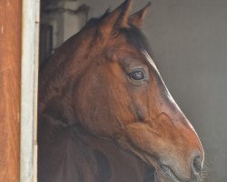 jumper Zou Zou BS 2 (German Sport Horse, 2016, from Zazou Z)