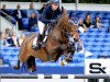 jumper Obert vd Heffinck (Belgian Warmblood, 2014, from Jamal Vd Heffinck)