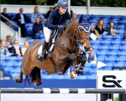 Springpferd Obert vd Heffinck (Belgisches Warmblut, 2014, von Jamal Vd Heffinck)