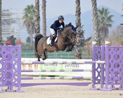 jumper Kimberly HX (KWPN (Royal Dutch Sporthorse), 2015, from Cicero Z van Paemel)