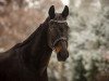 dressage horse Rysador P (Hanoverian, 2008, from Rubinero 2)