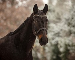 dressage horse Rysador P (Hannoveraner, 2008, from Rubinero 2)