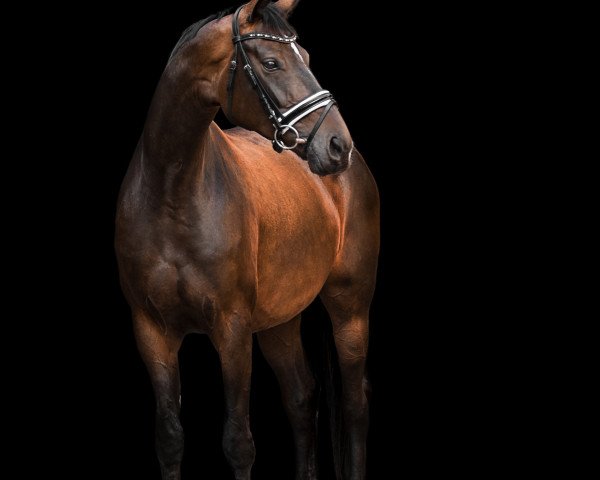 dressage horse Dori 69 (Rhinelander, 2017, from Devonport)