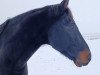 jumper Ballantines 30 (German Warmblood, 2011, from Ballack by AK)