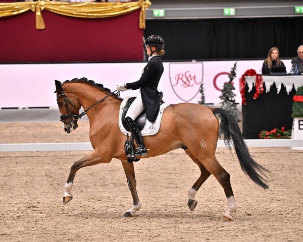 dressage horse Korefan (Russian Warmblood, 2013)