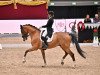 dressage horse Korefan (Russian Warmblood, 2013)