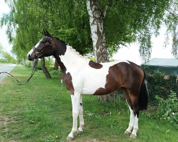 broodmare Soel'rings Laya (Pinto / Hunter, 2020, from Colcannon)