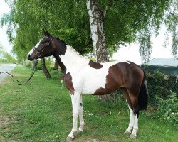 horse Soel'rings Laya (Pinto/Hunter, 2020, from Colcannon)