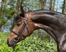 broodmare Cordina ZD (Holsteiner, 2017, from Cornet Obolensky)