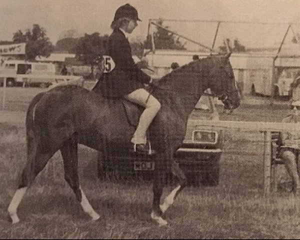 Pferd Whalton Carnival (British Riding Pony, 1973, von Lennel Strolling Minstrel)