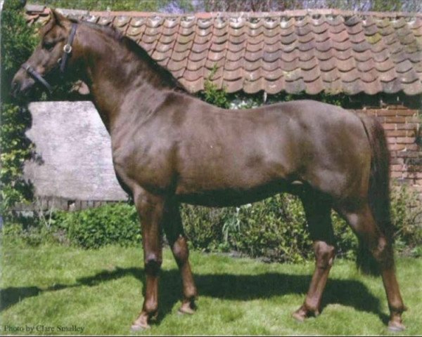 stallion Beckside Little Toff (British Riding Pony, 1991, from Lechlade Quince)