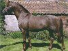 stallion Beckside Little Toff (British Riding Pony, 1991, from Lechlade Quince)