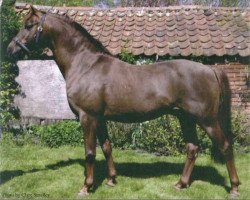 Deckhengst Beckside Little Toff (British Riding Pony, 1991, von Lechlade Quince)