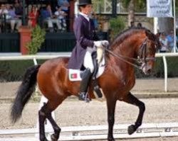 Deckhengst Rubi (Lusitano, 1998, von Batial)