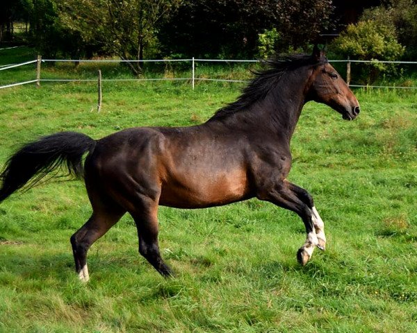 Springpferd Campari 197 (Holsteiner, 2002, von Capone II)