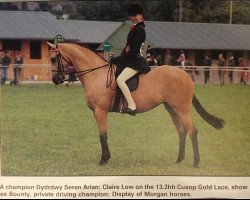 Pferd Cusop Gold Lace (British Riding Pony, 1984, von Cusop Fingerprint)