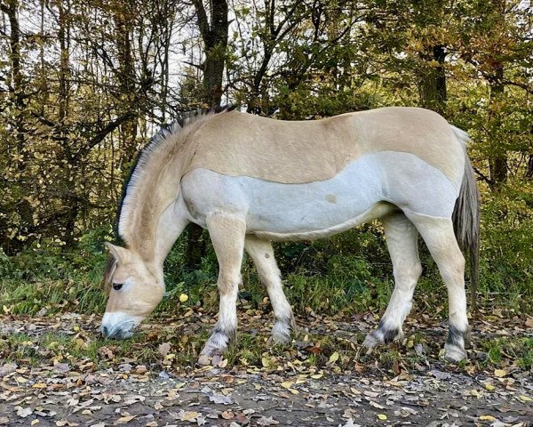 Pferd Levke (Fjordpferd, 2016, von Valør Halsnæs)